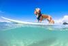 dog on surfboard 3x2