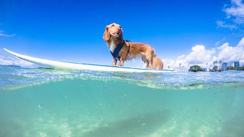dog on surfboard 16x9