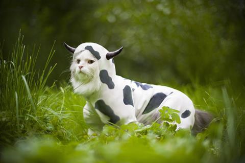 Cat dressed as cow