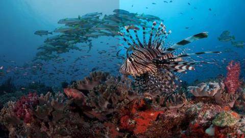 Bbc blue planet hlg to match dolby vision quality