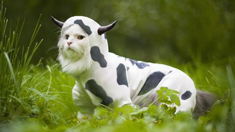 Cat dressed as cow 16x9